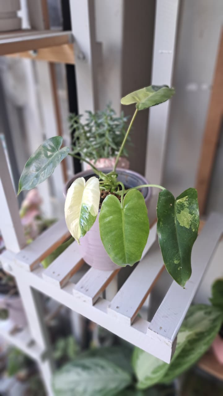 Philodendron Burle Marx Variegado